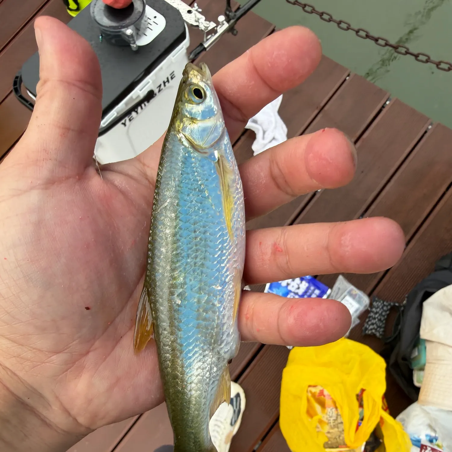 The most recent Sharpbelly catches on Fishbrain