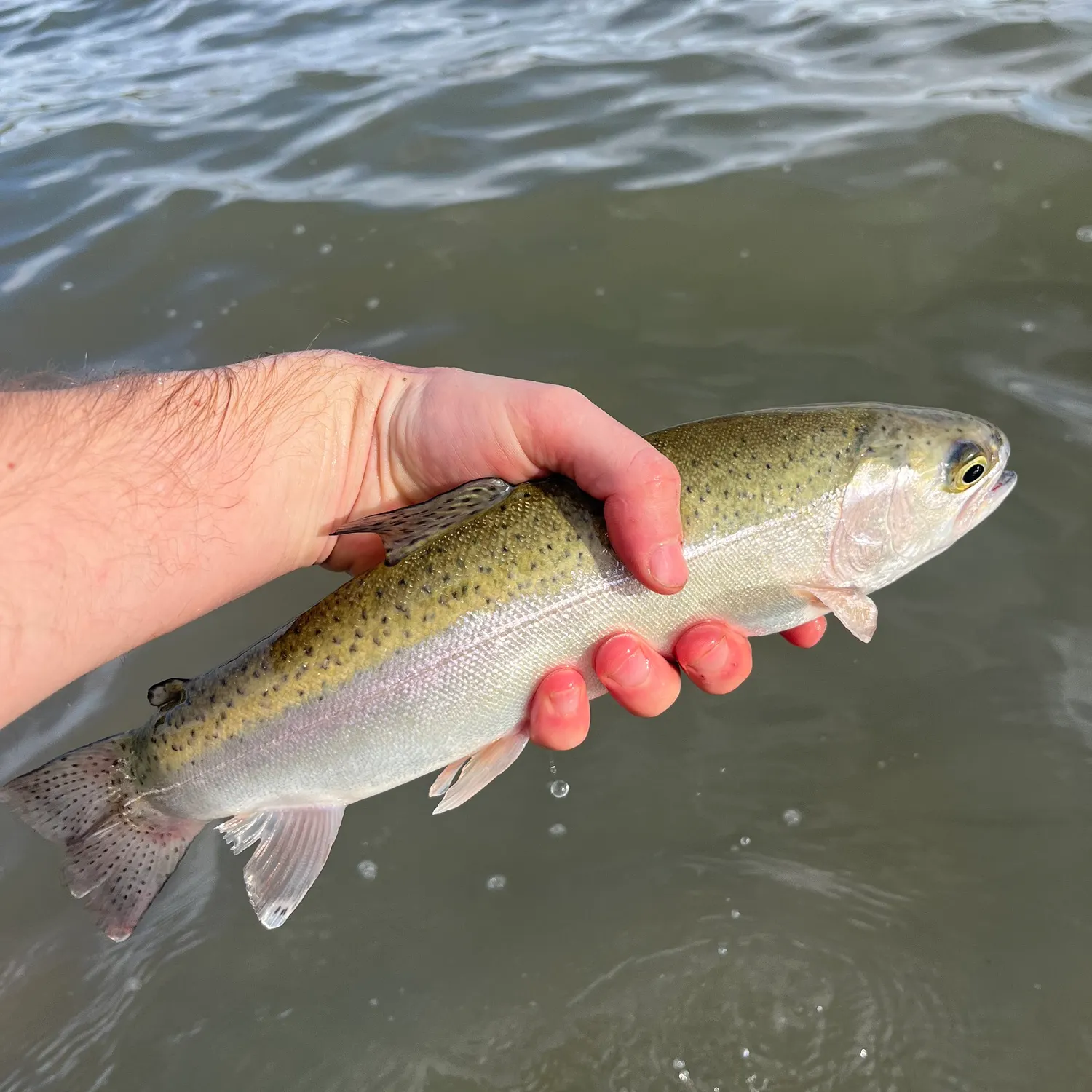 Rainbow trout caught on Fishbrain