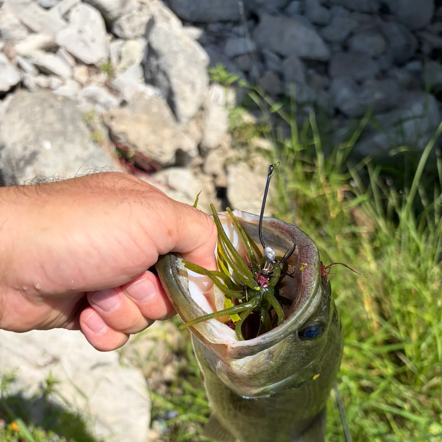 Largemouth bass caught on Fishbrain