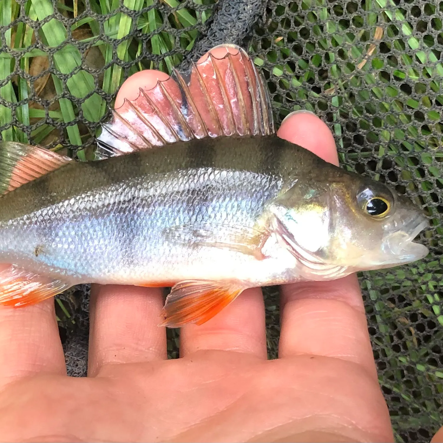 European perch caught on Fishbrain