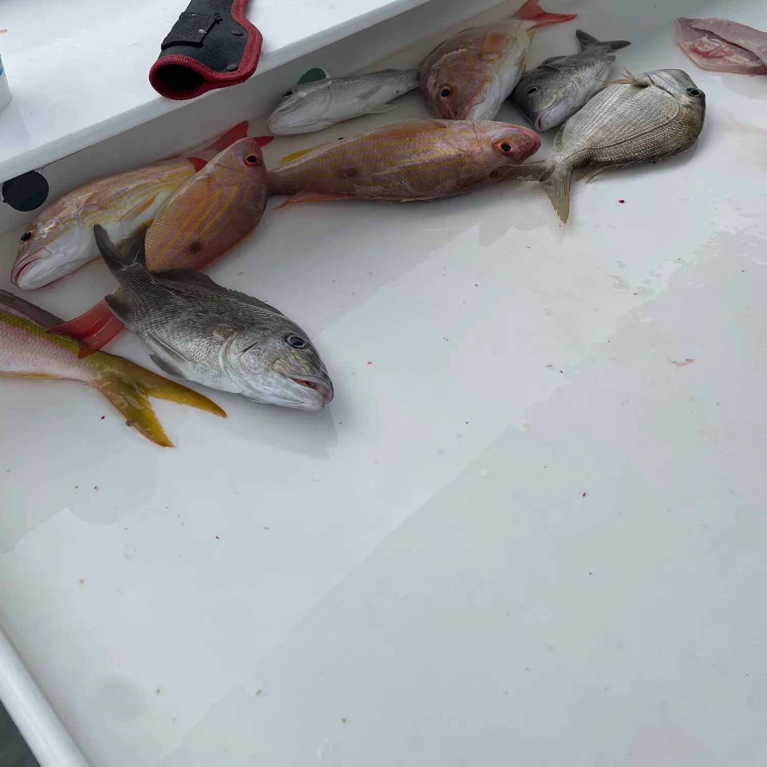 The most recent Lane snapper catches on Fishbrain