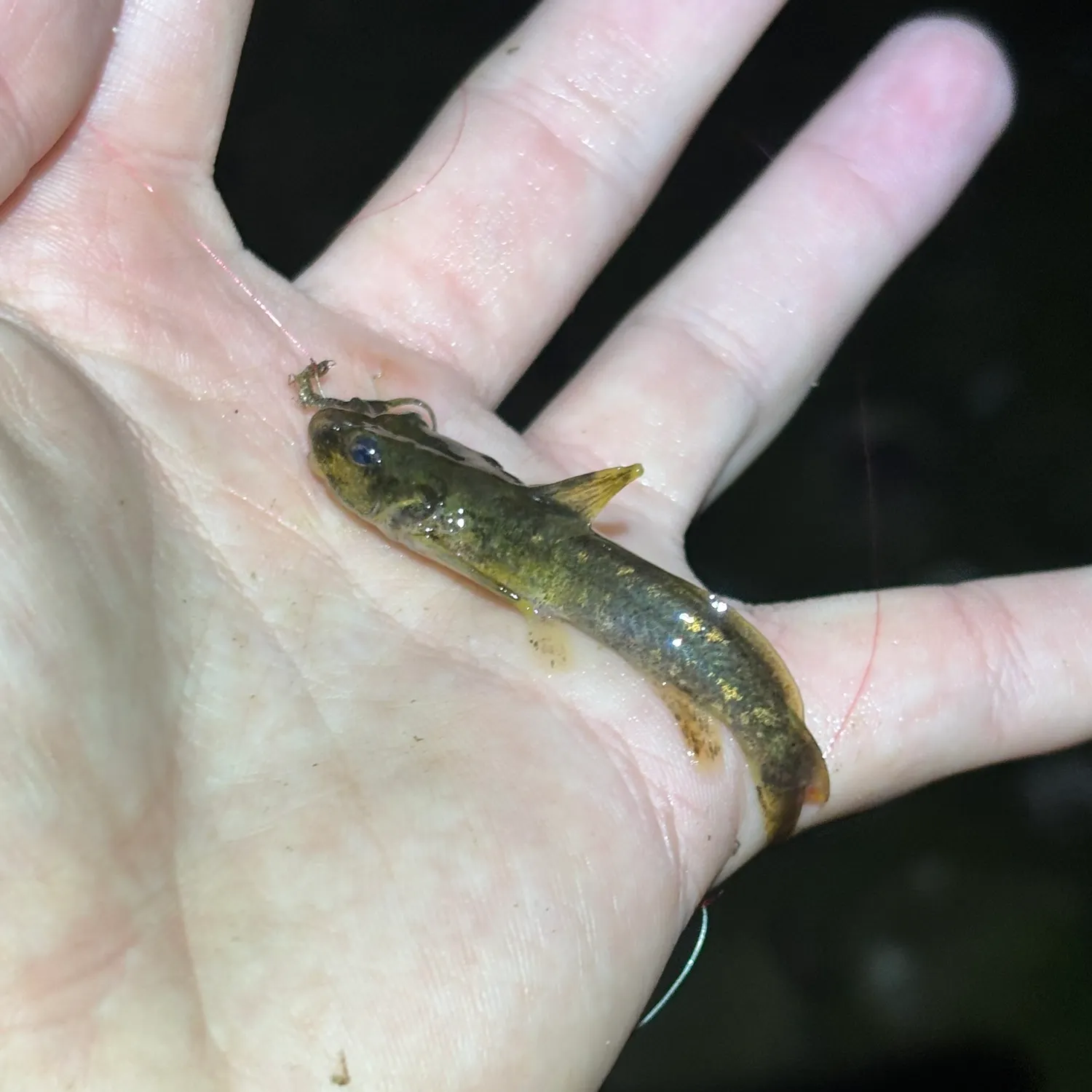 The most recent Mountain madtom catches on Fishbrain