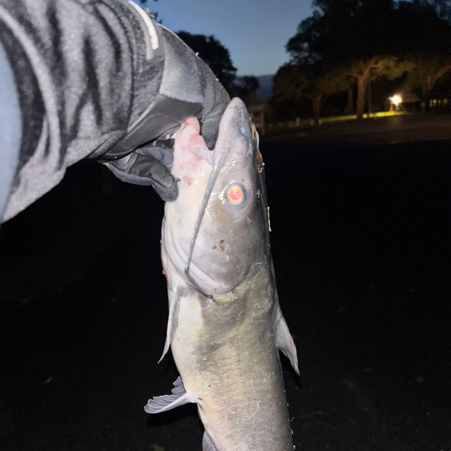 Channel catfish caught on Fishbrain