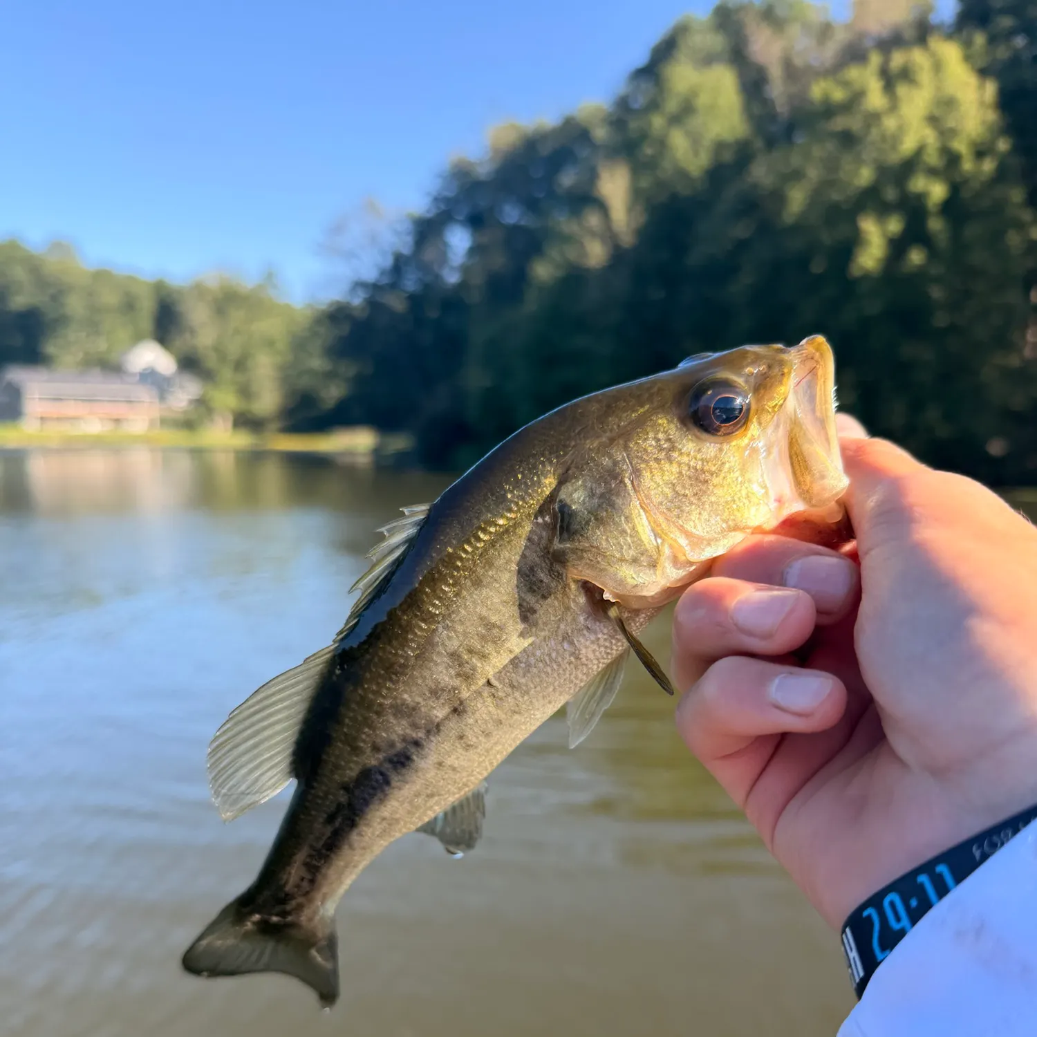 Largemouth bass caught on Fishbrain