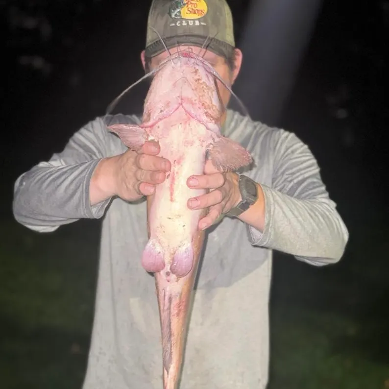Channel catfish caught on Fishbrain