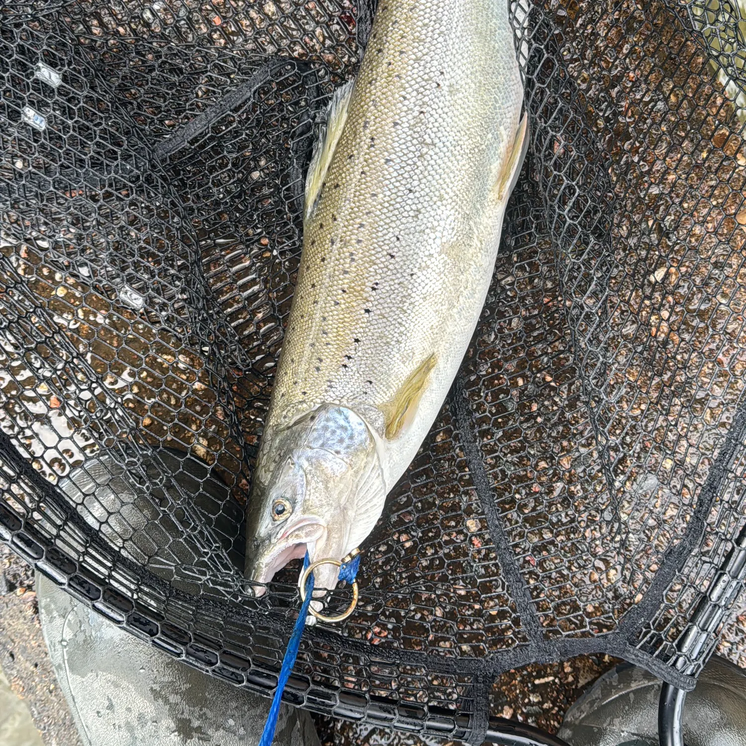 The most recent Atlantic salmon catches on Fishbrain