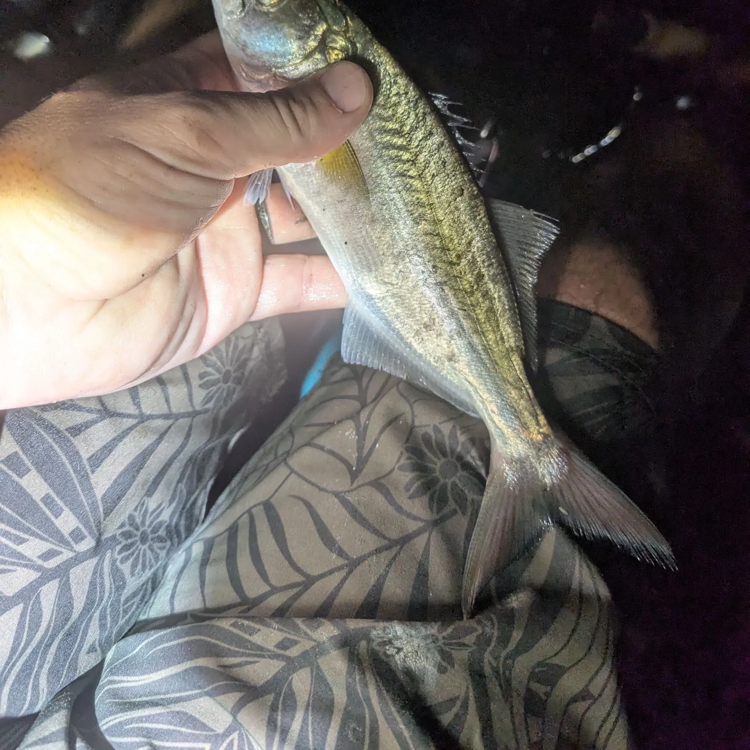 Bluefish caught on Fishbrain