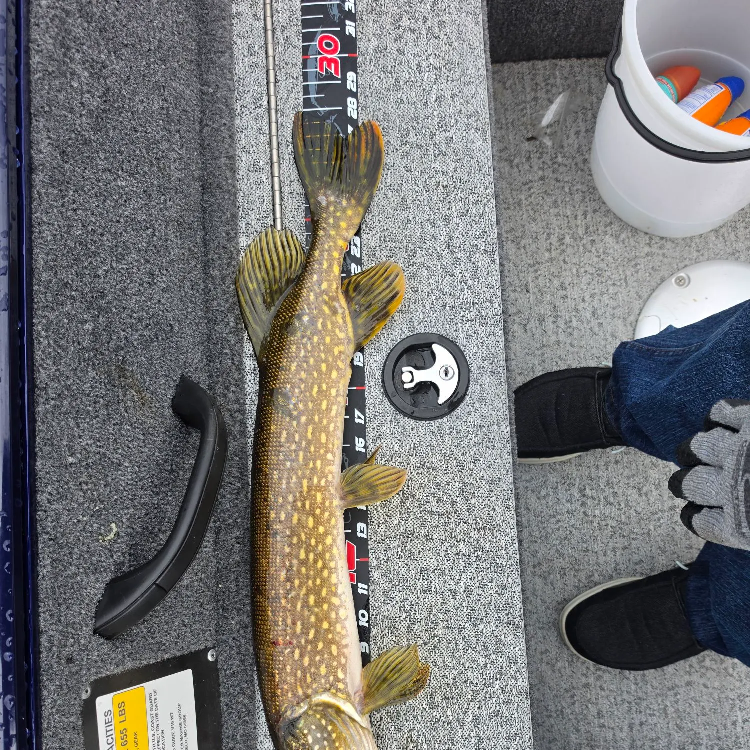 Northern pike caught on Fishbrain