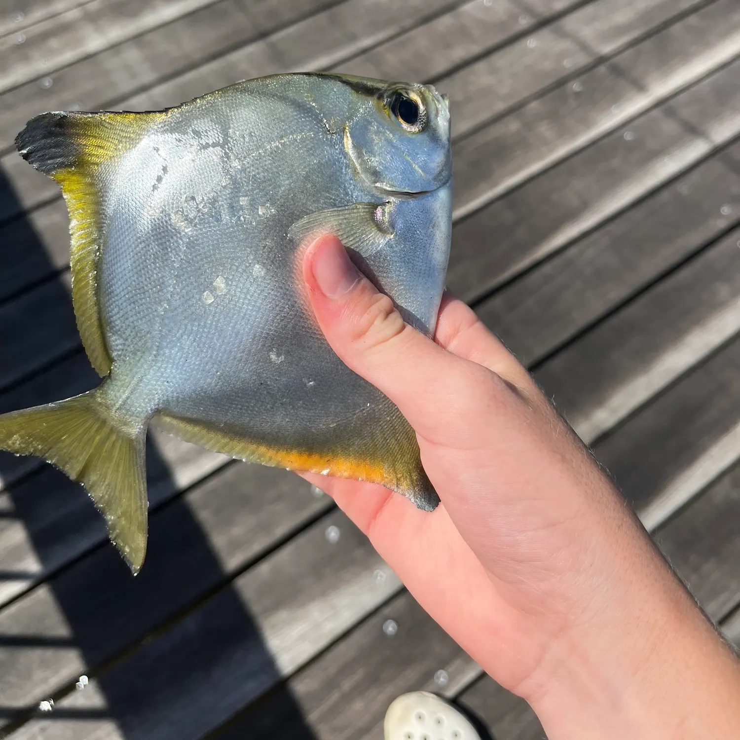 The most popular recent Silver moony catch on Fishbrain