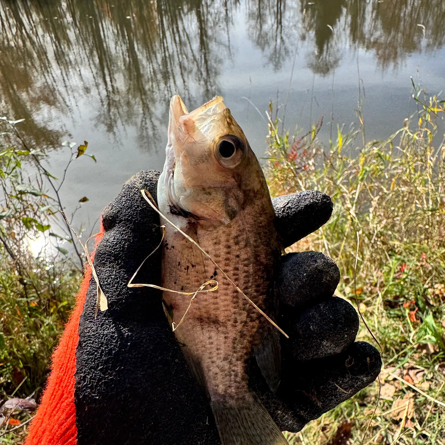 Rock bass caught on Fishbrain