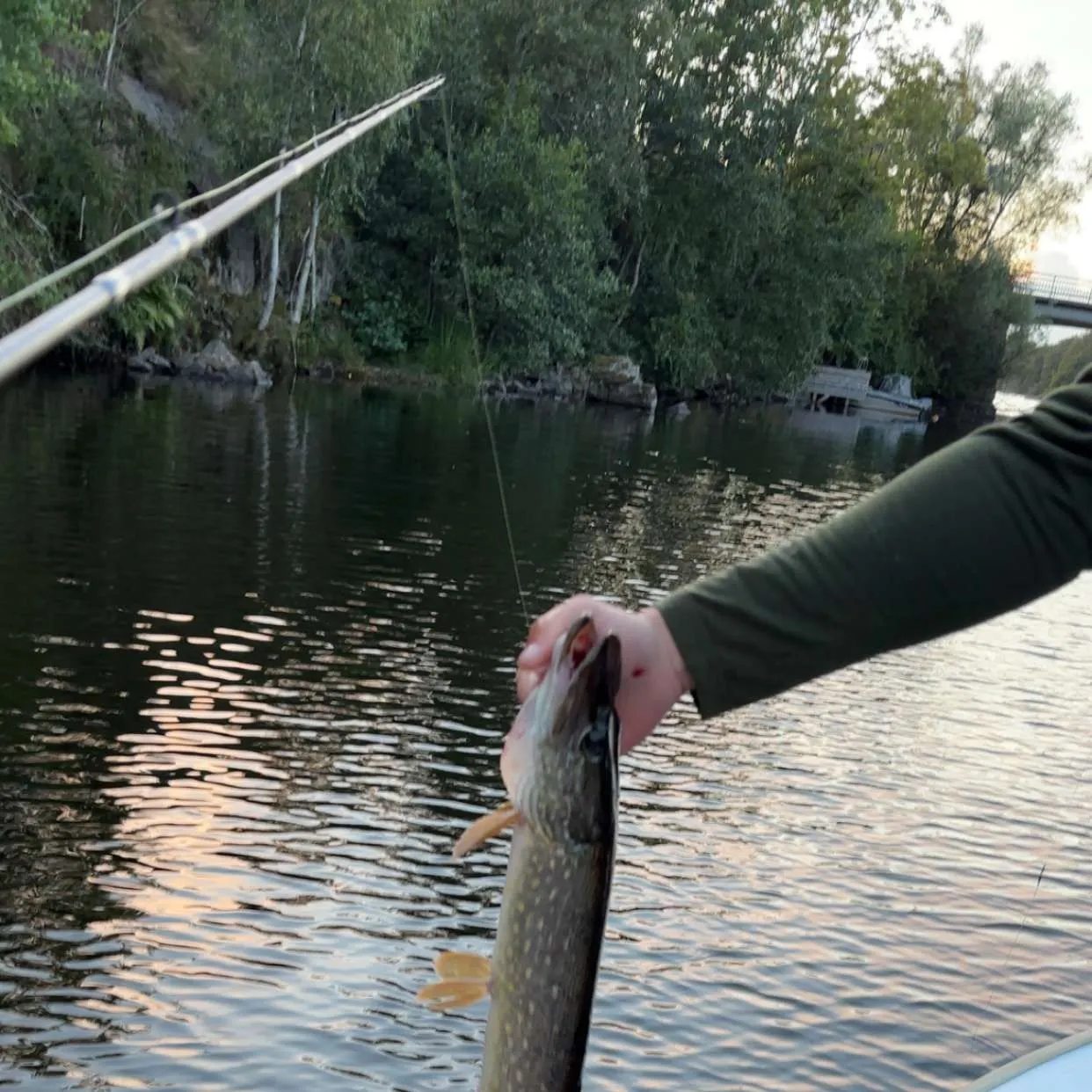 Northern pike caught on Fishbrain