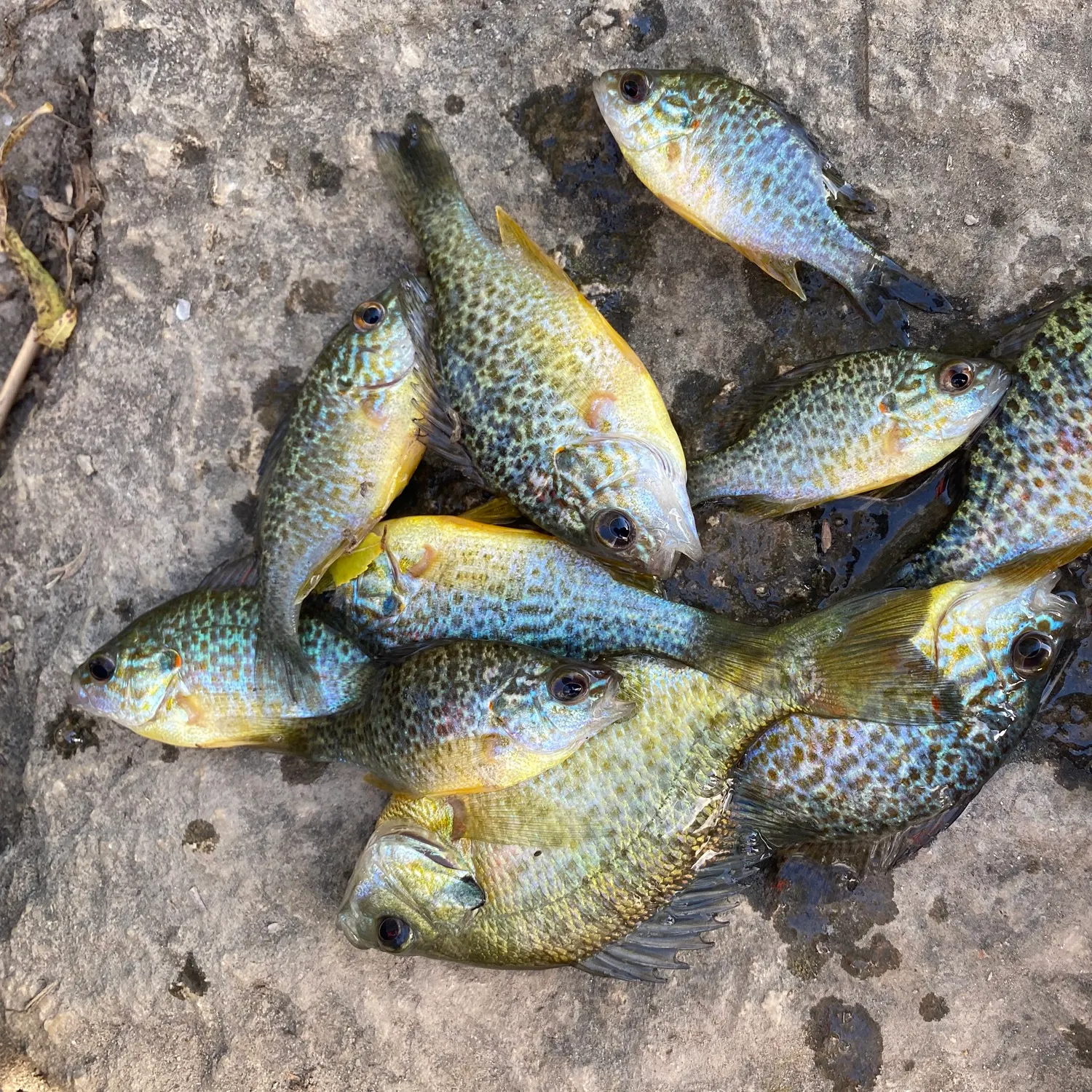 Pumpkinseed caught on Fishbrain