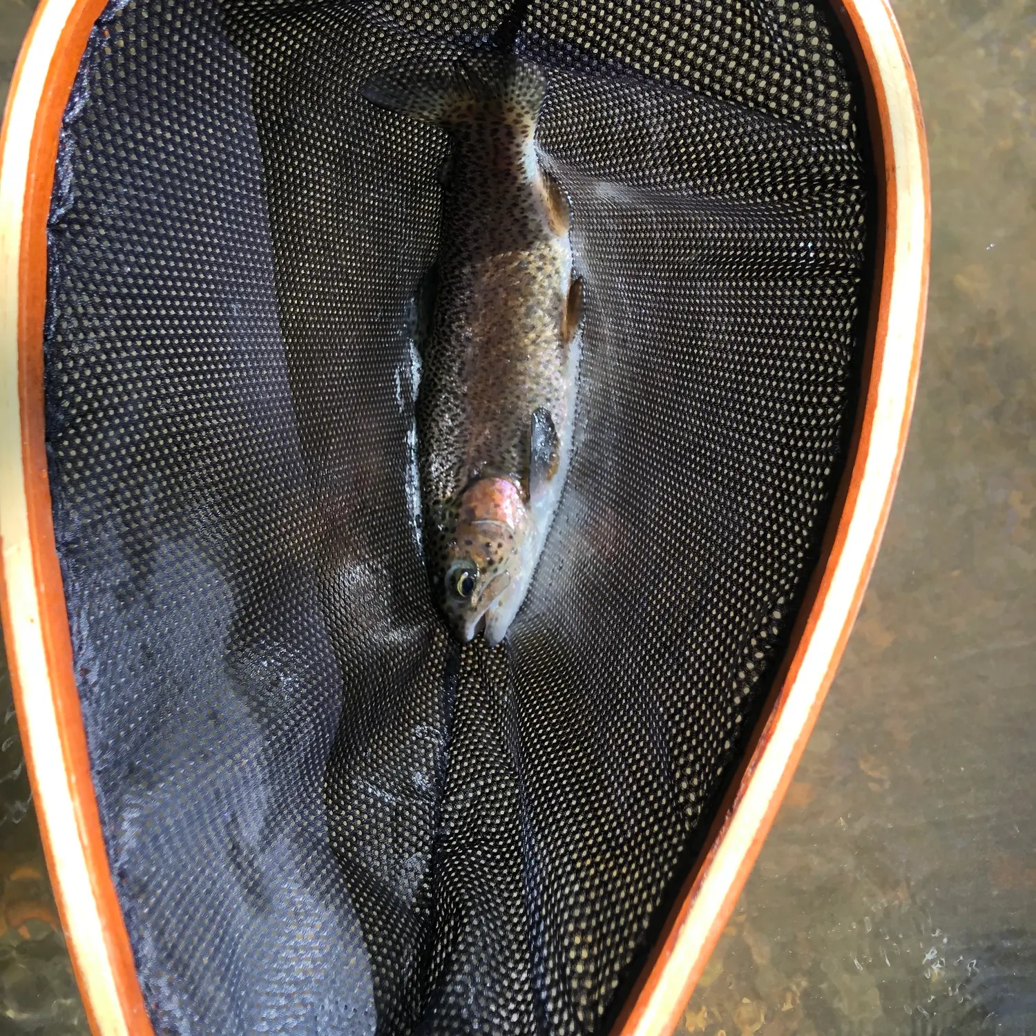Rainbow trout caught on Fishbrain