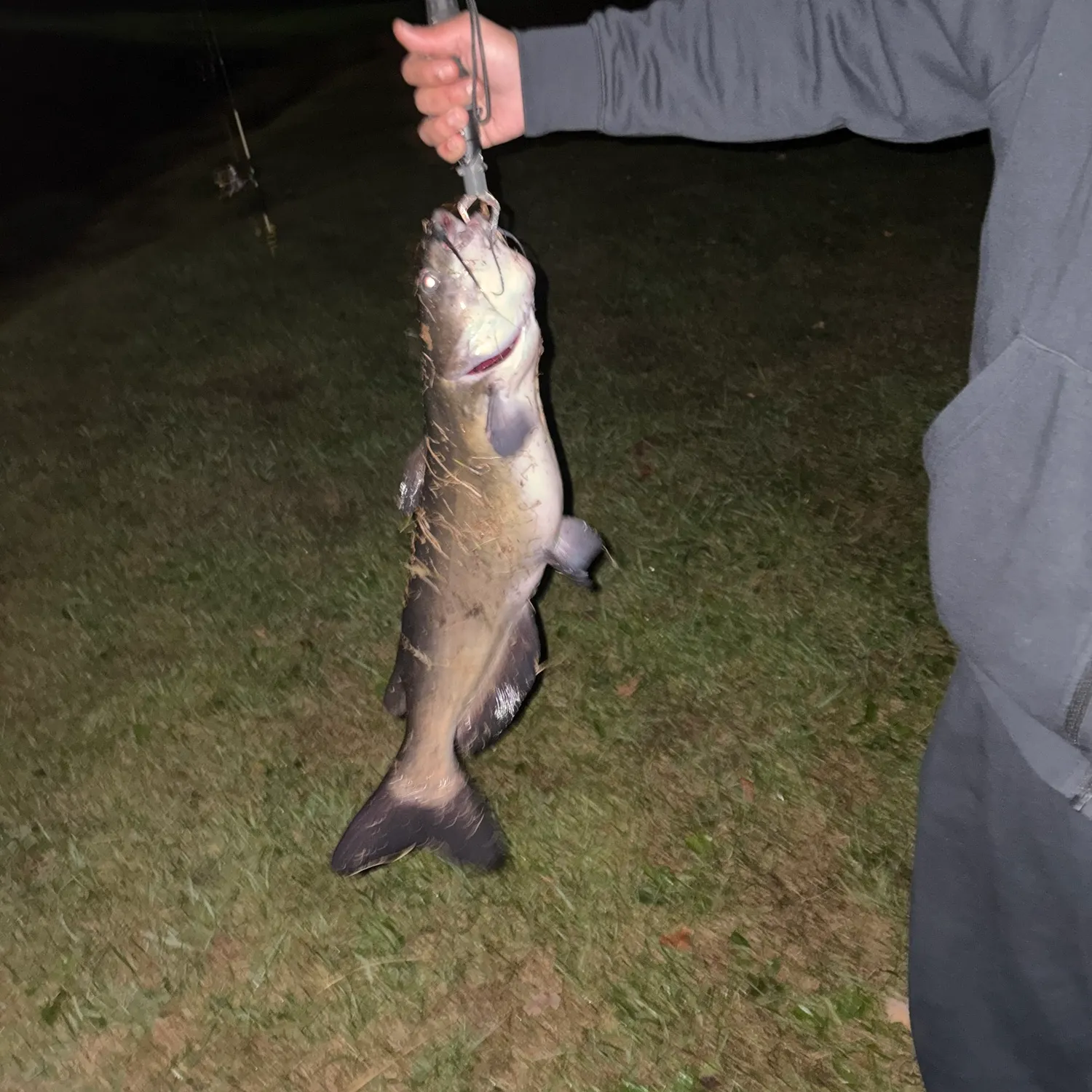 Channel catfish caught on Fishbrain