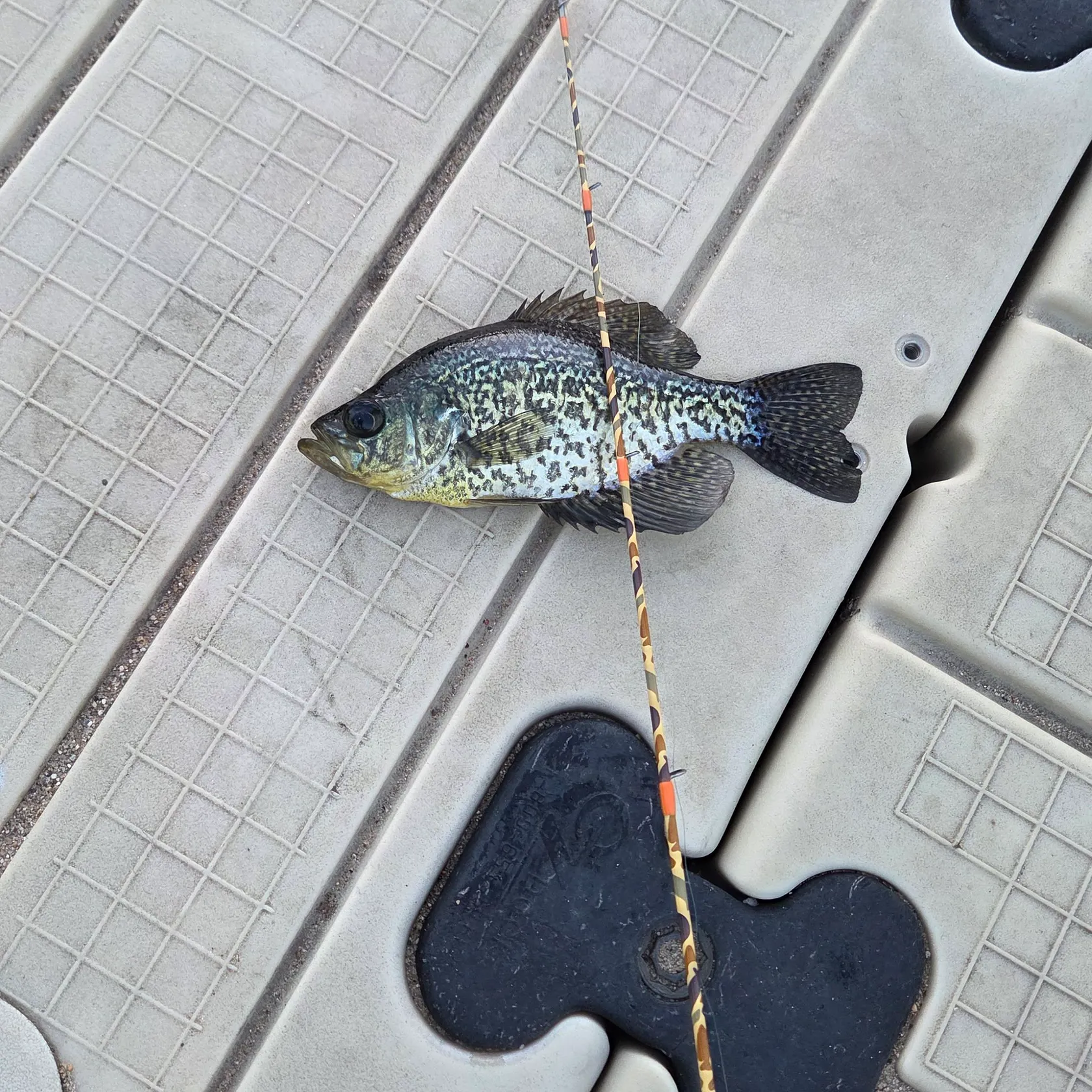 Black crappie caught on Fishbrain