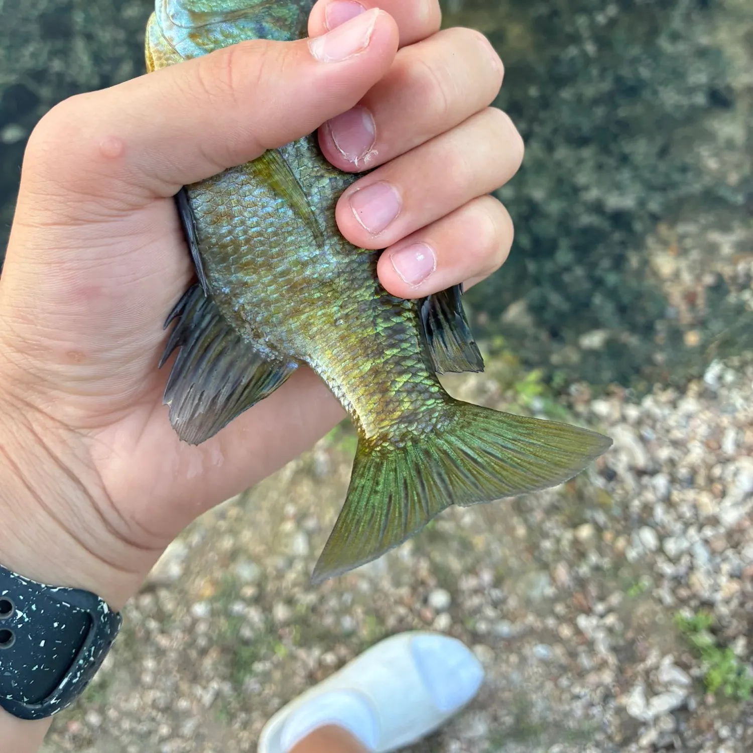 Bluegill caught on Fishbrain