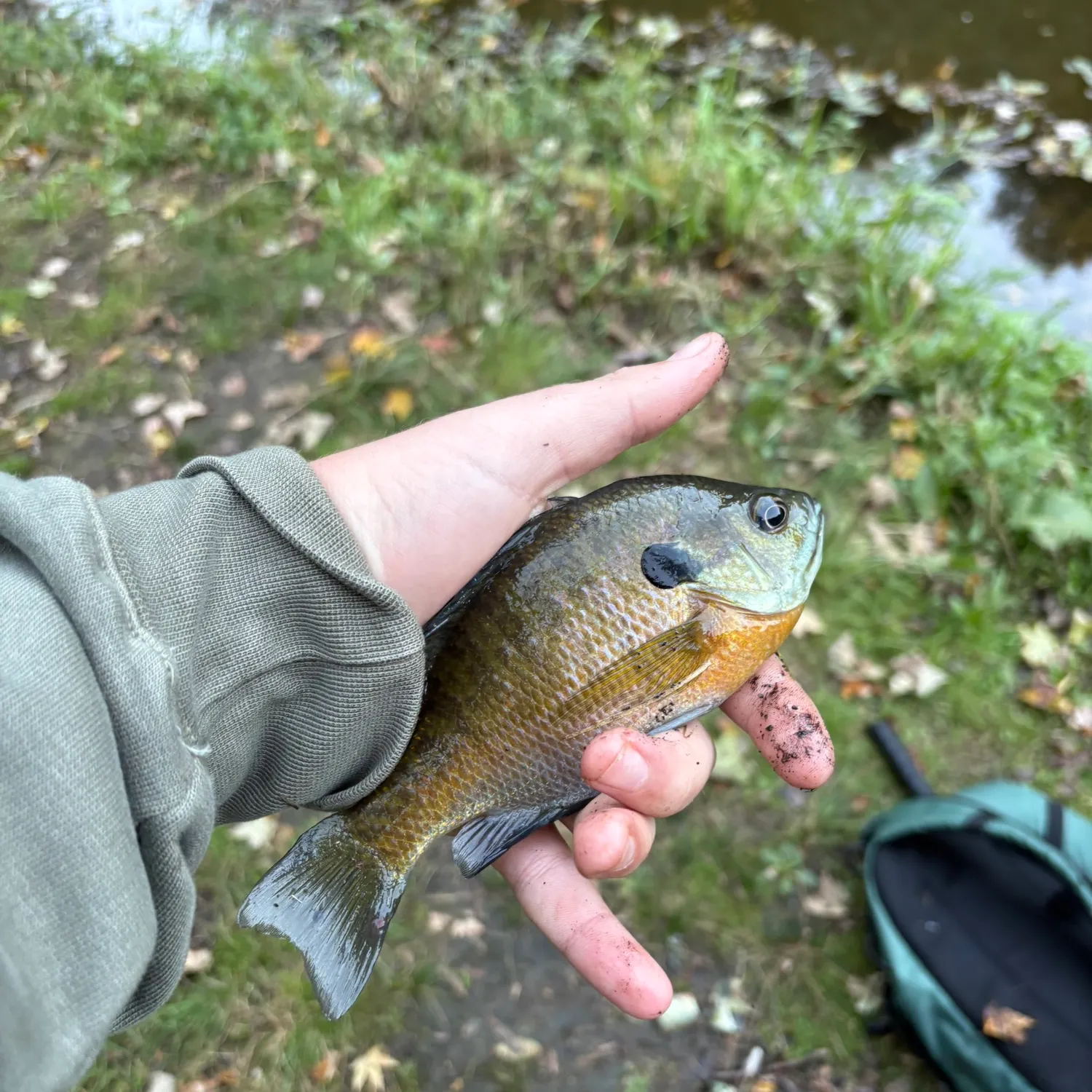 Bluegill caught on Fishbrain