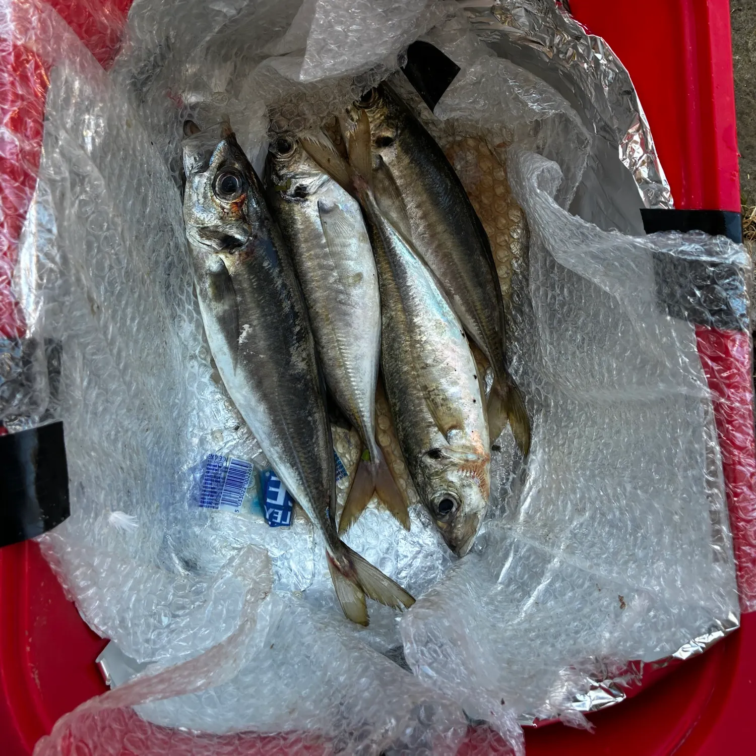 The most recent Mackerel scad catches on Fishbrain