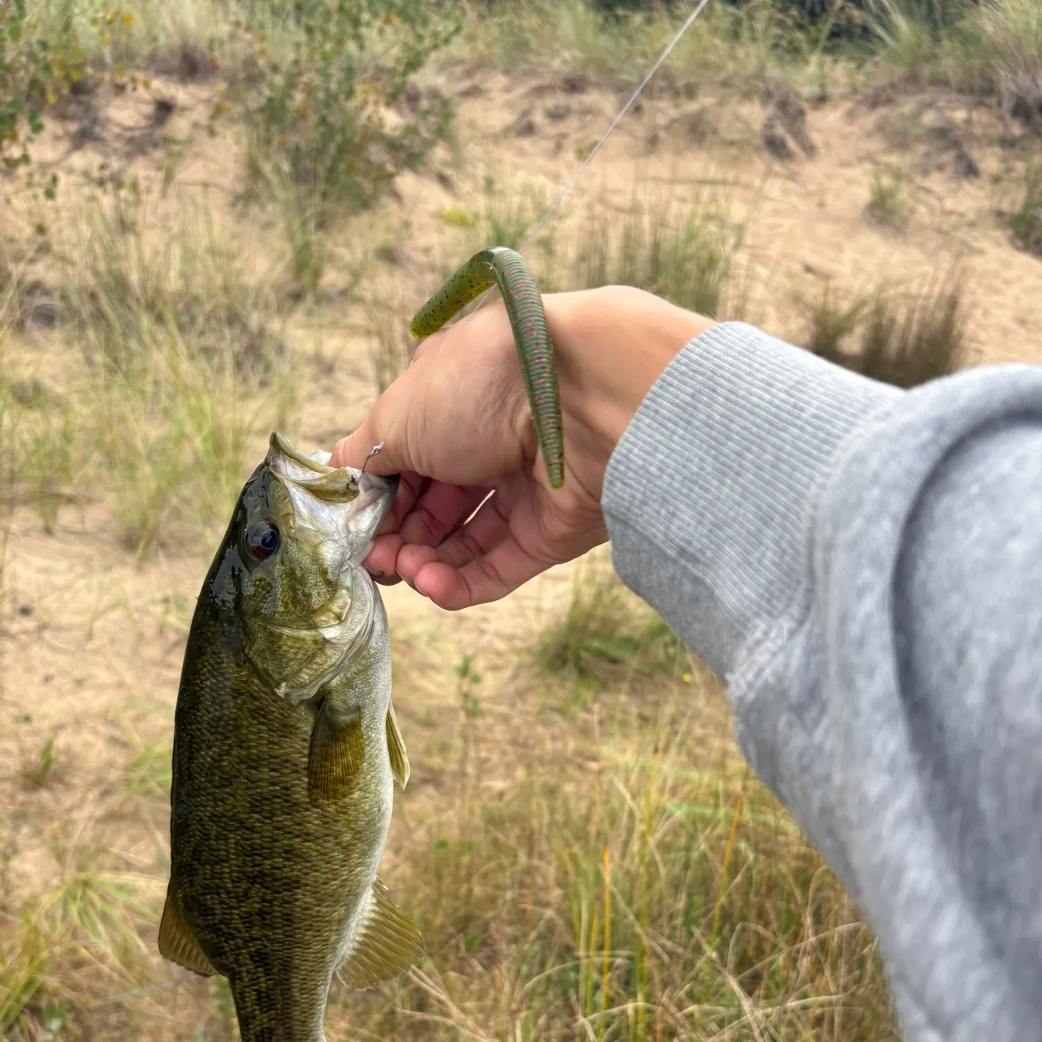 Smallmouth bass caught on Fishbrain