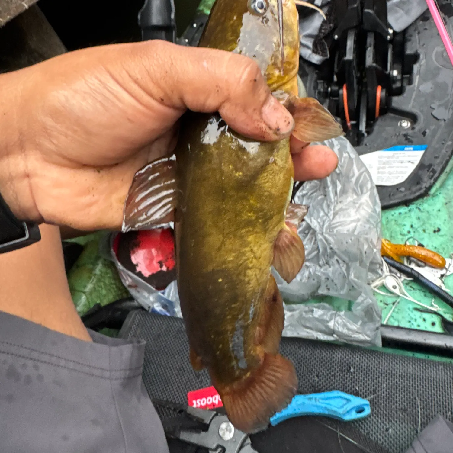 Yellow bullhead caught on Fishbrain