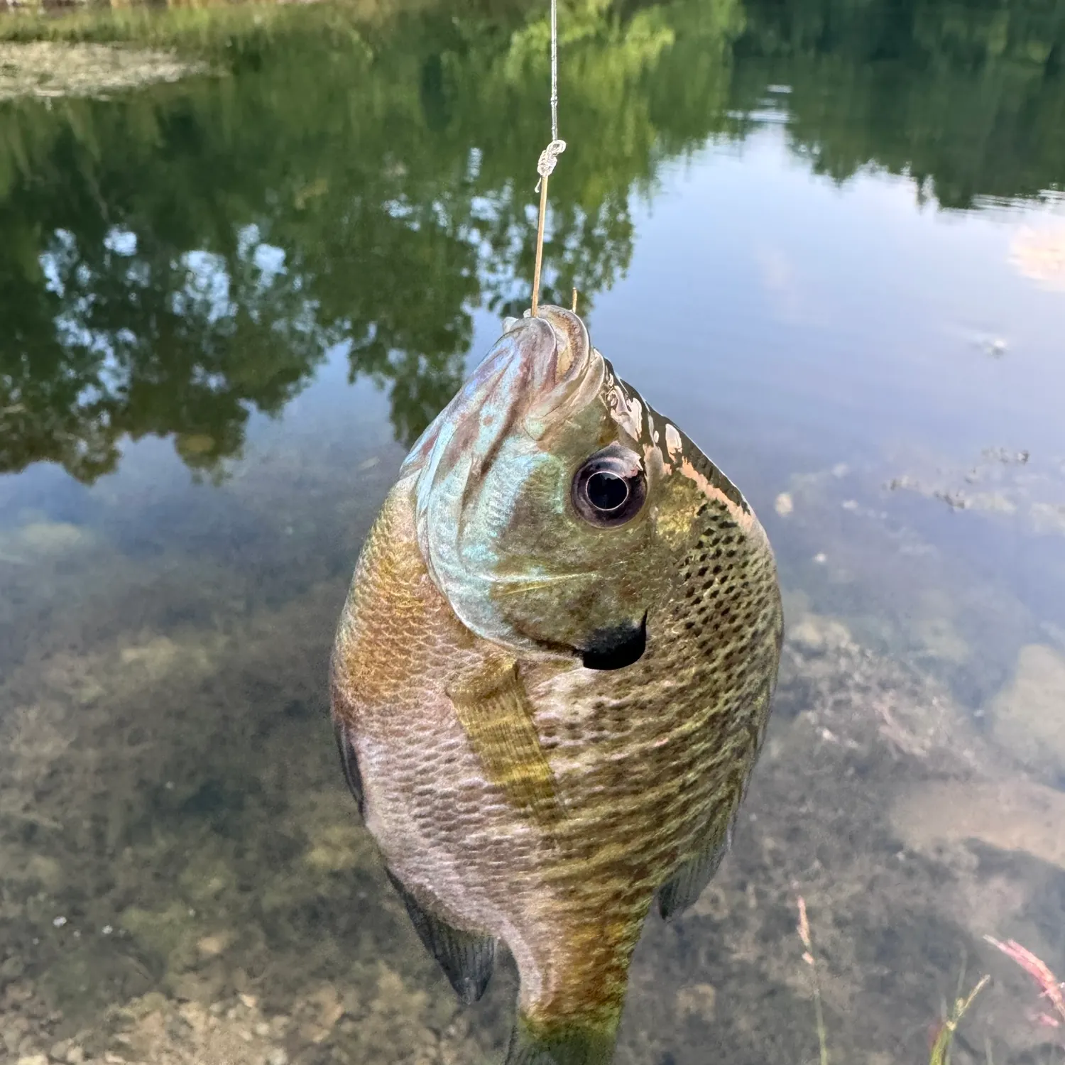 tobacco gardens fishing report Lake Sakakawea Reports Lake Sakakawea Fishing Report |