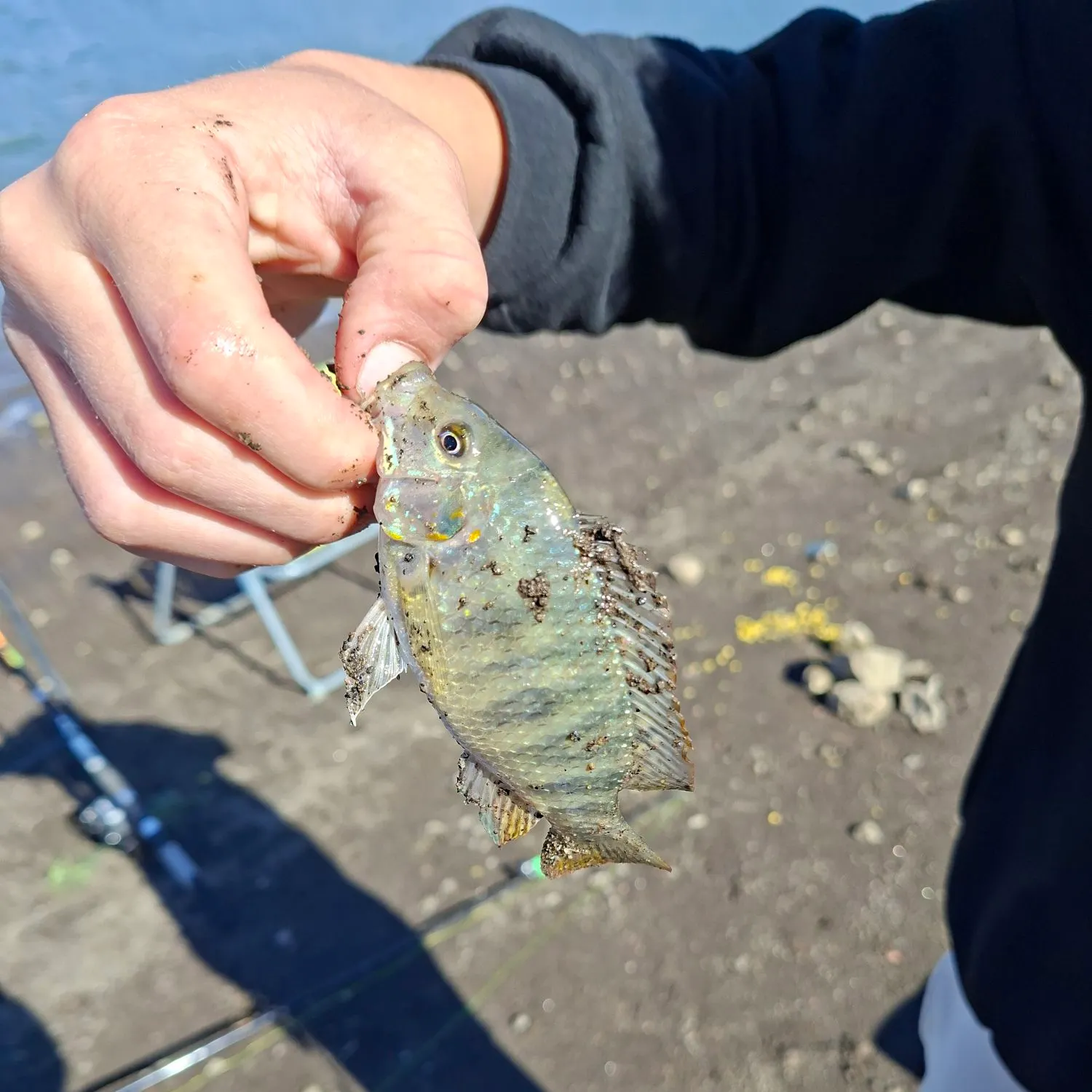 Nile tilapia caught on Fishbrain