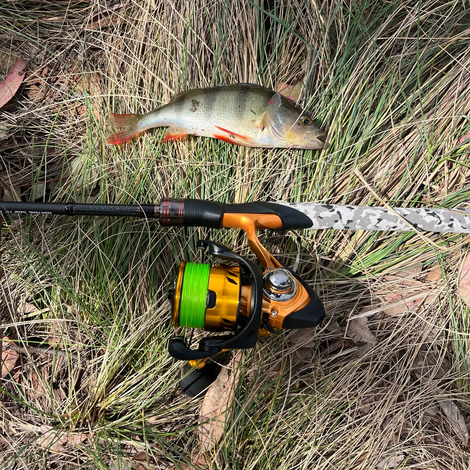 European perch caught on Fishbrain
