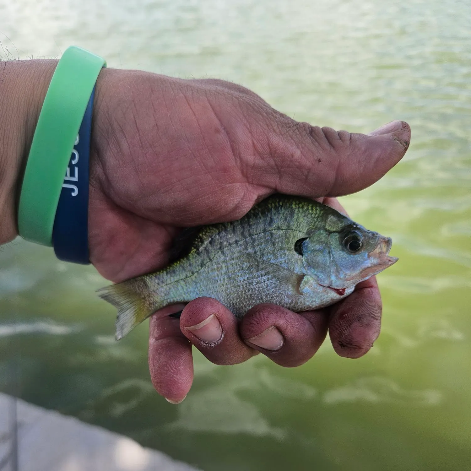 Bluegill caught on Fishbrain