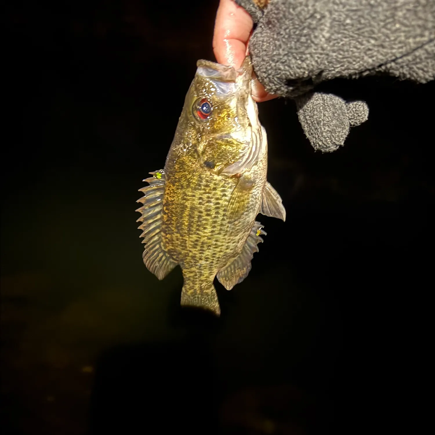Rock bass caught on Fishbrain