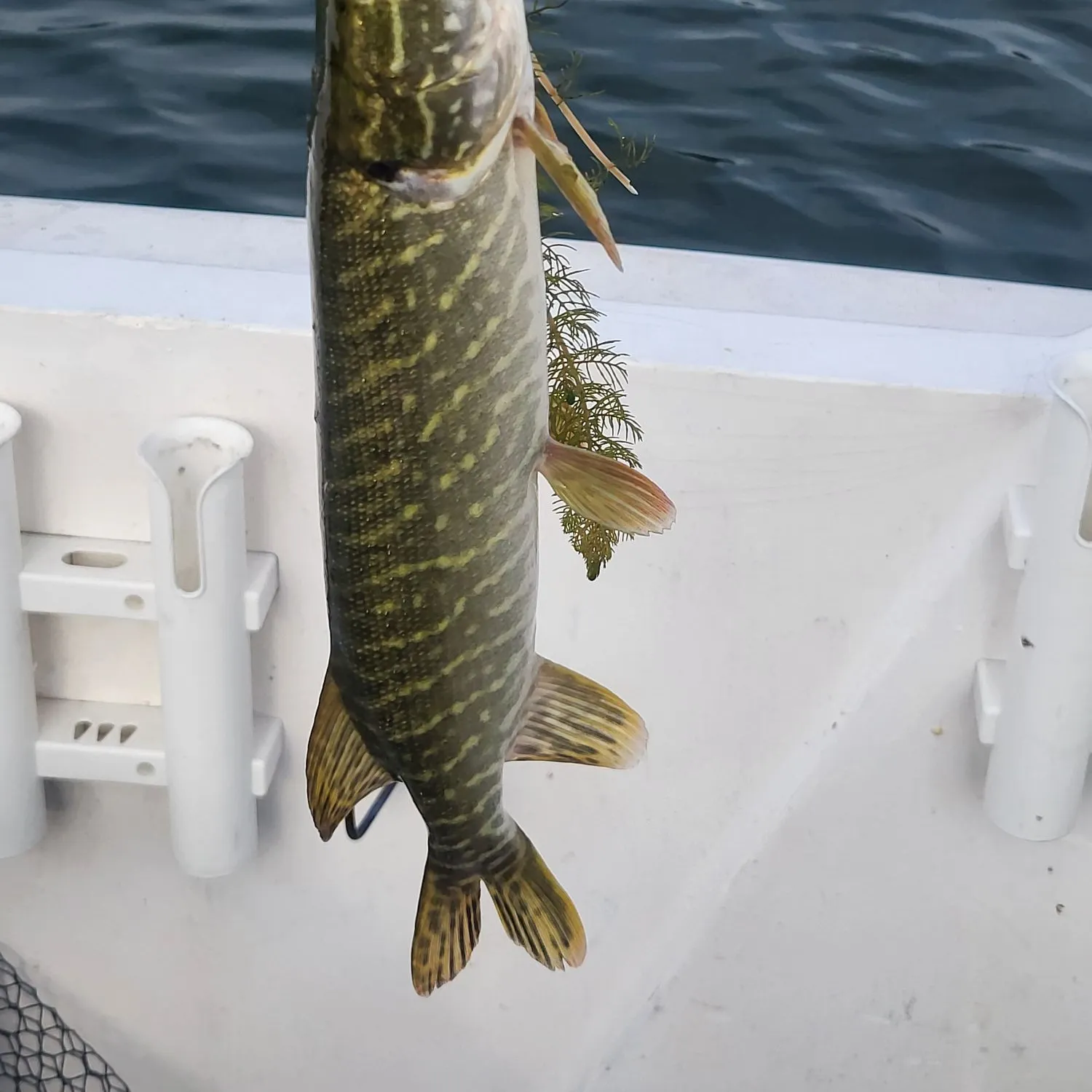 Northern pike caught on Fishbrain