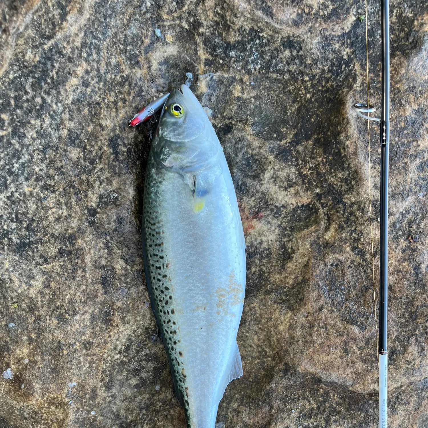 Eastern Australian salmon caught on Fishbrain