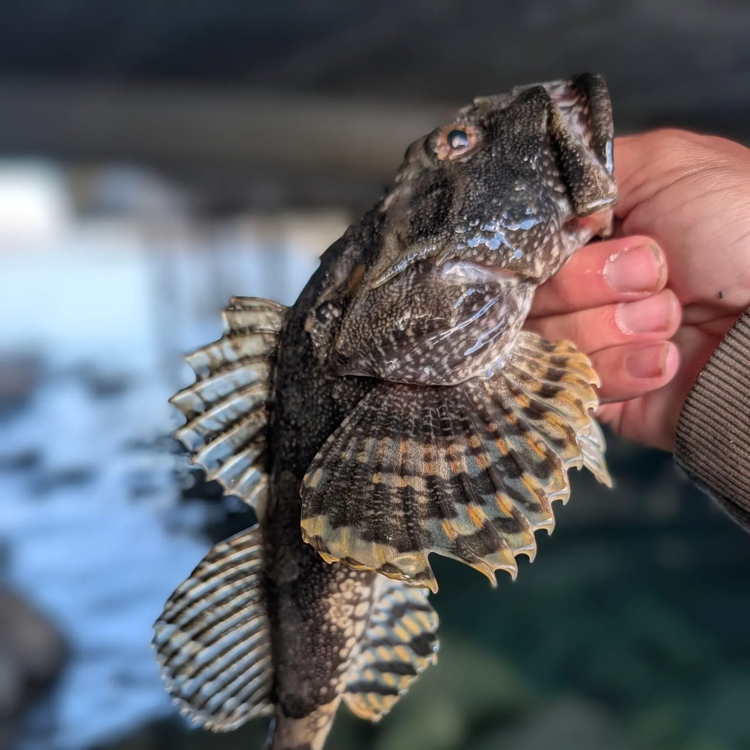 Great sculpin caught on Fishbrain