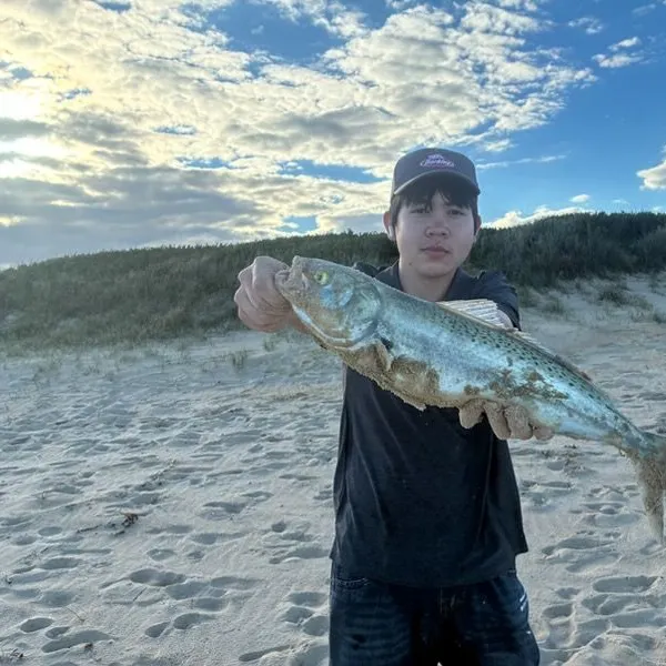 Eastern Australian salmon caught on Fishbrain