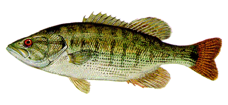 Redeye bass