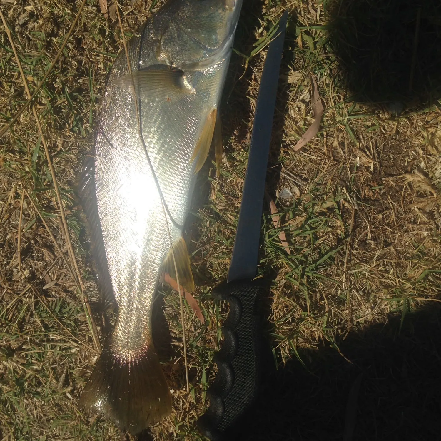 Japanese meagre caught on Fishbrain