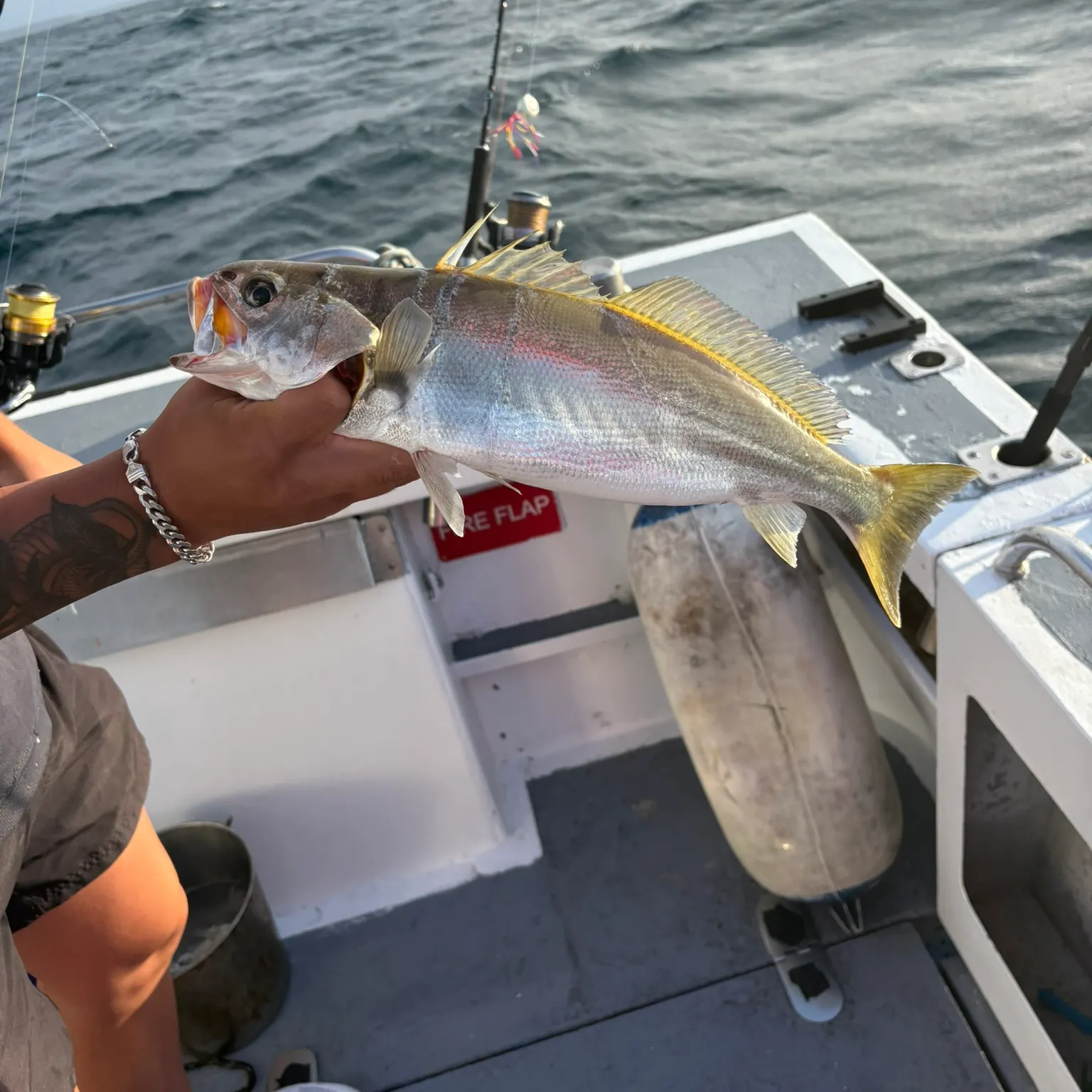 The most recent Geelbeck croaker catches on Fishbrain