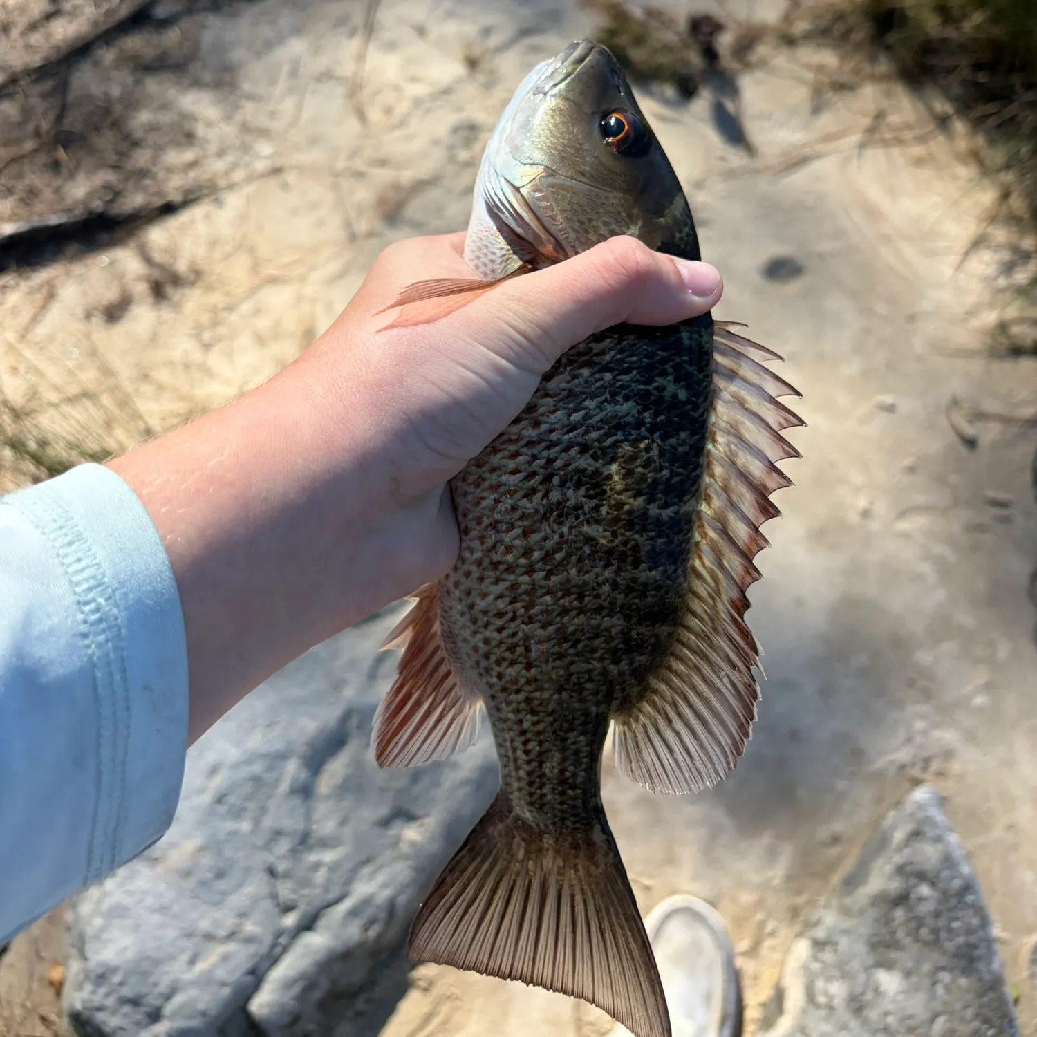 Mangrove snapper caught on Fishbrain