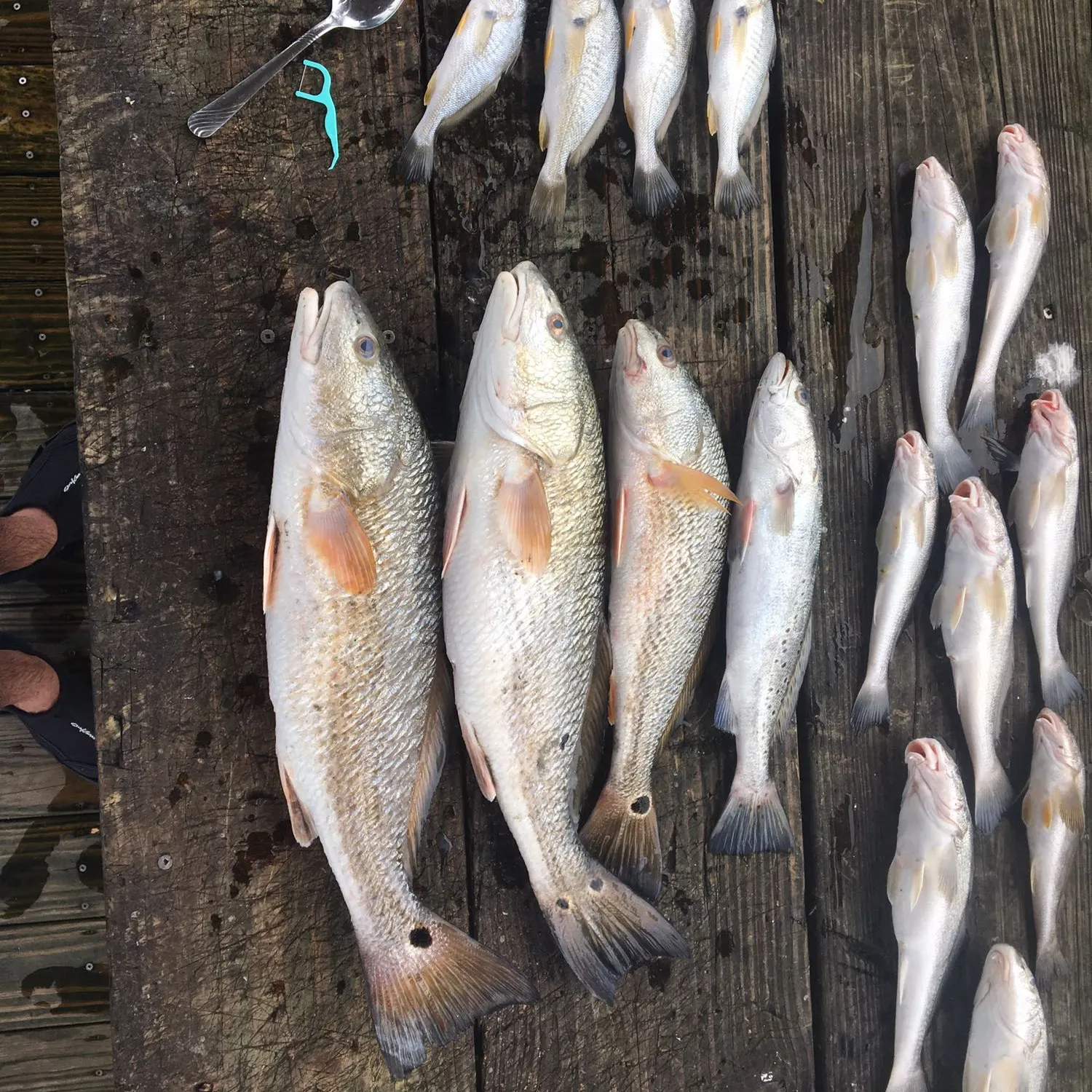 recently logged catches