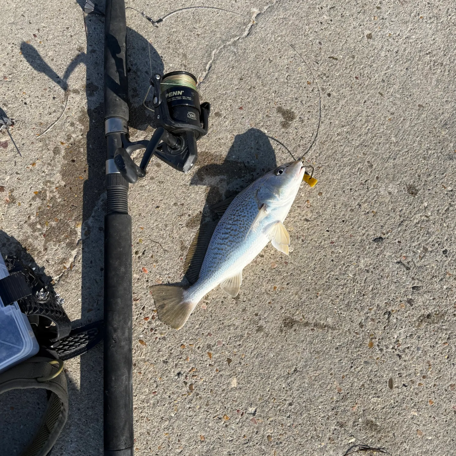Atlantic croaker caught on Fishbrain