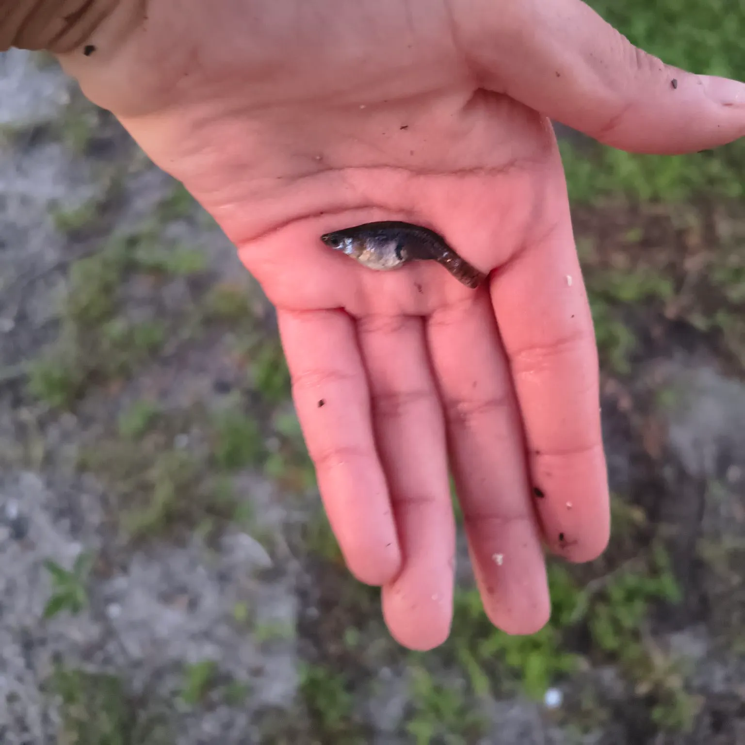Eastern mosquitofish caught on Fishbrain