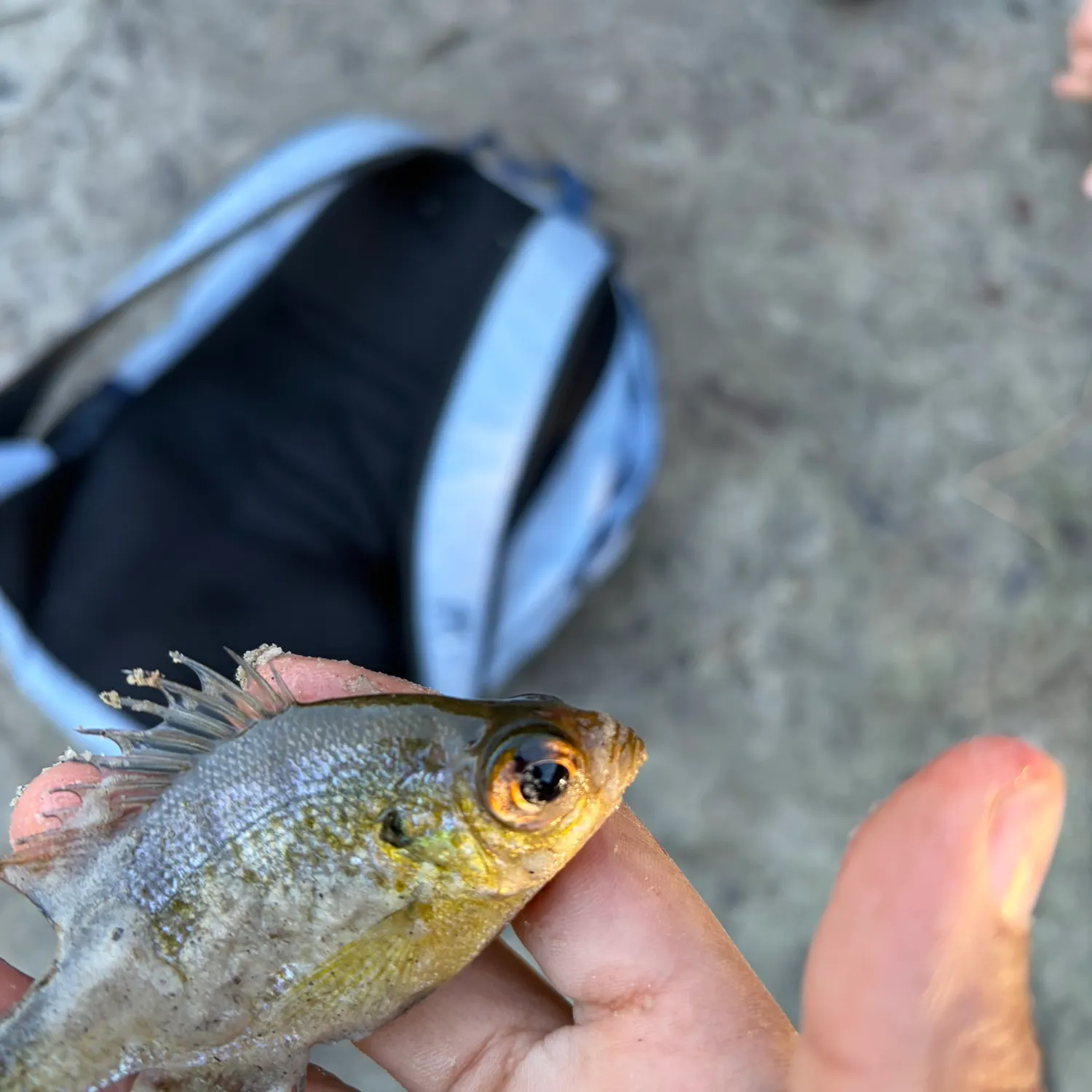 The most recent Wargill hybrid catches on Fishbrain