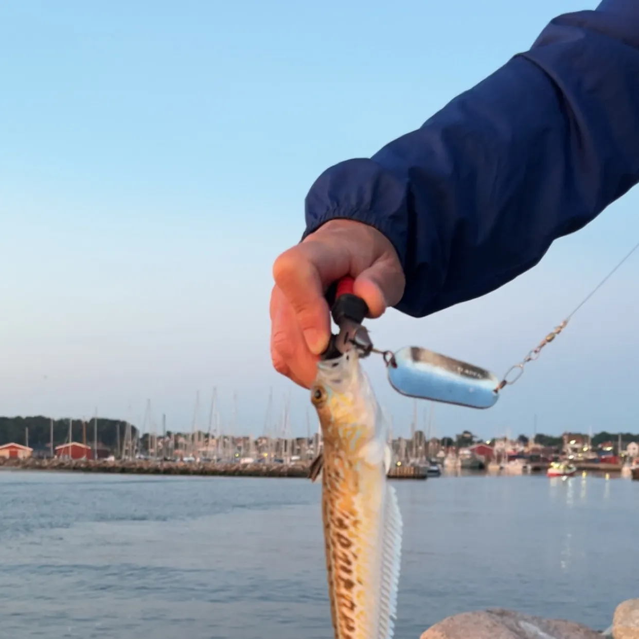 The most recent Greater weever catches on Fishbrain