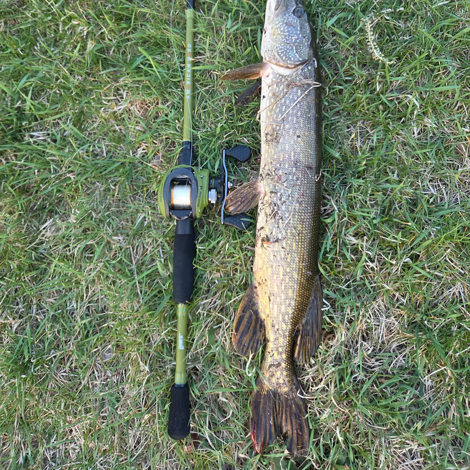 Northern pike caught on Fishbrain