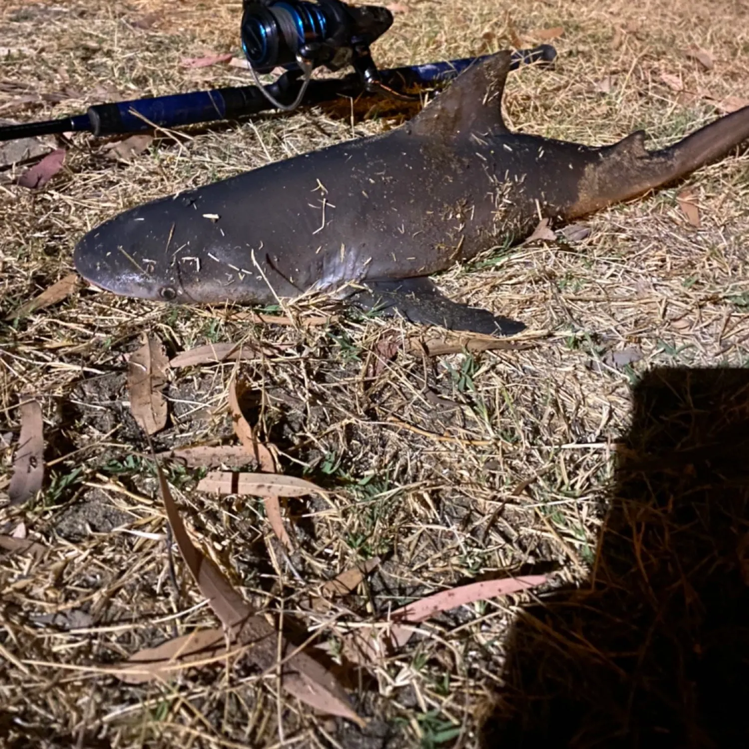 angler catch