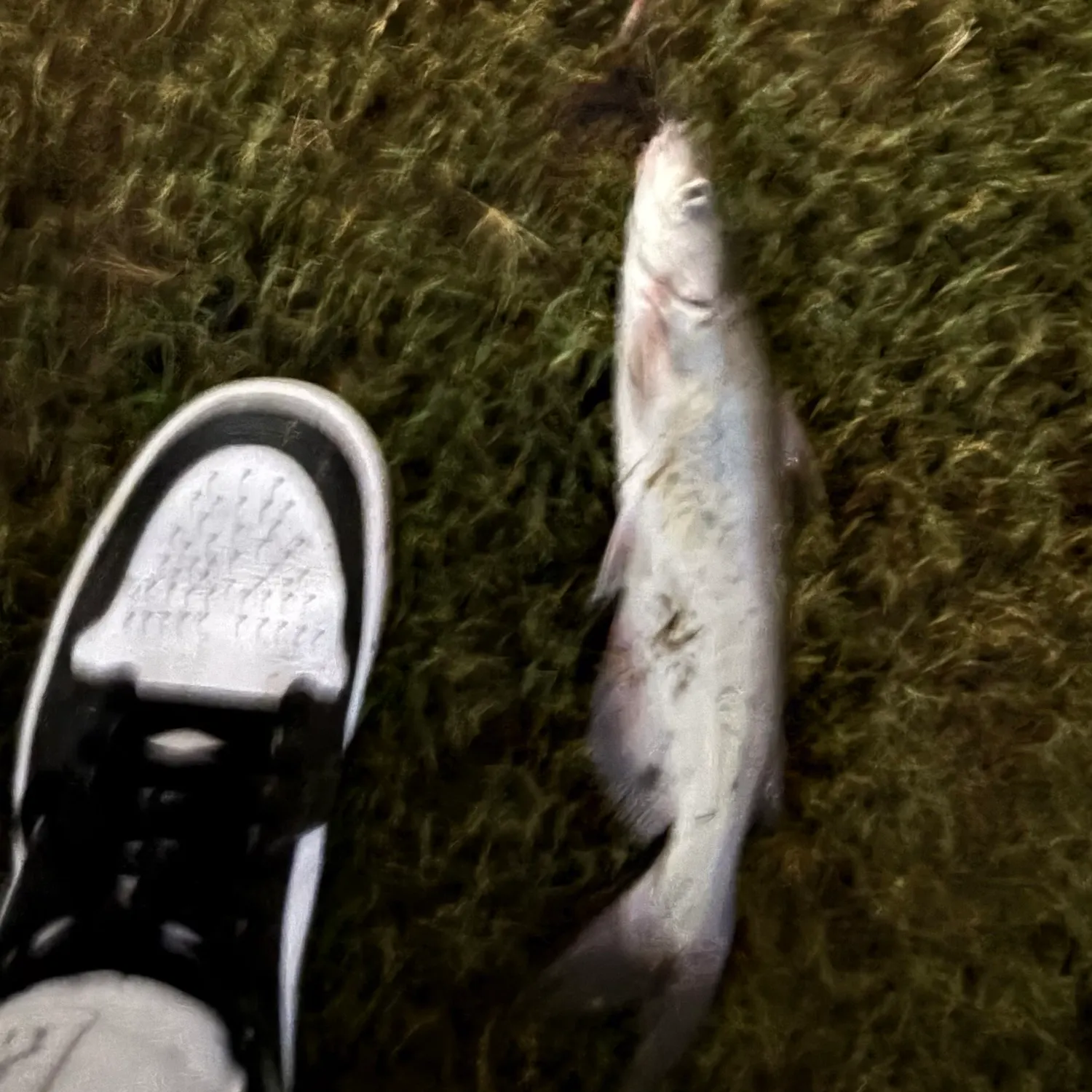 Channel catfish caught on Fishbrain