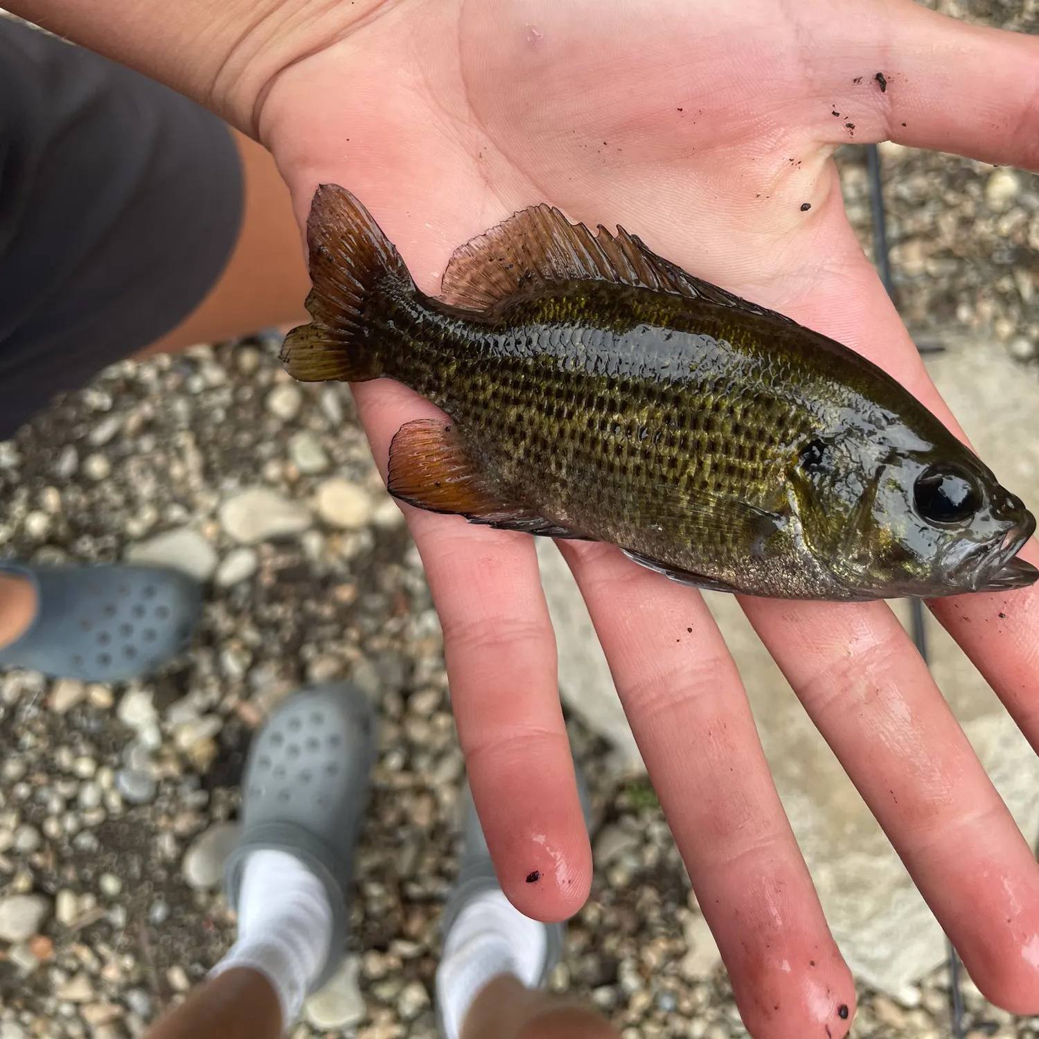 Rock bass caught on Fishbrain
