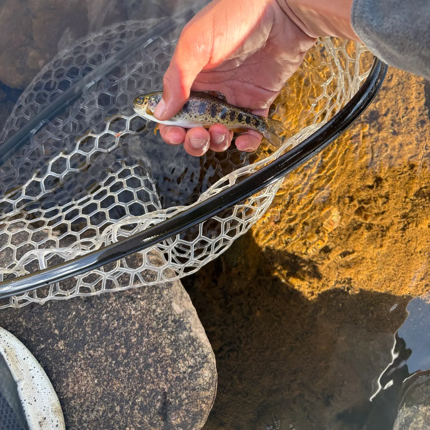 Rainbow trout caught on Fishbrain