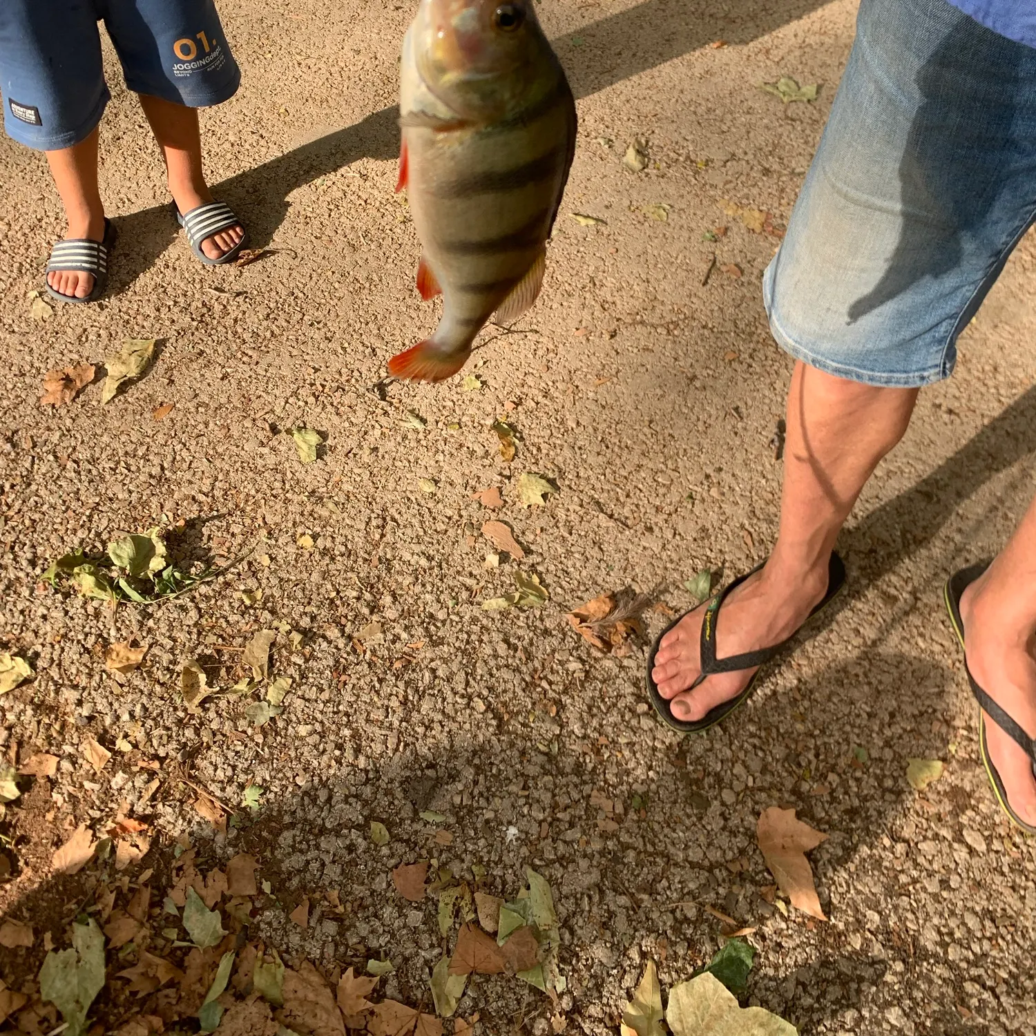 European perch caught on Fishbrain