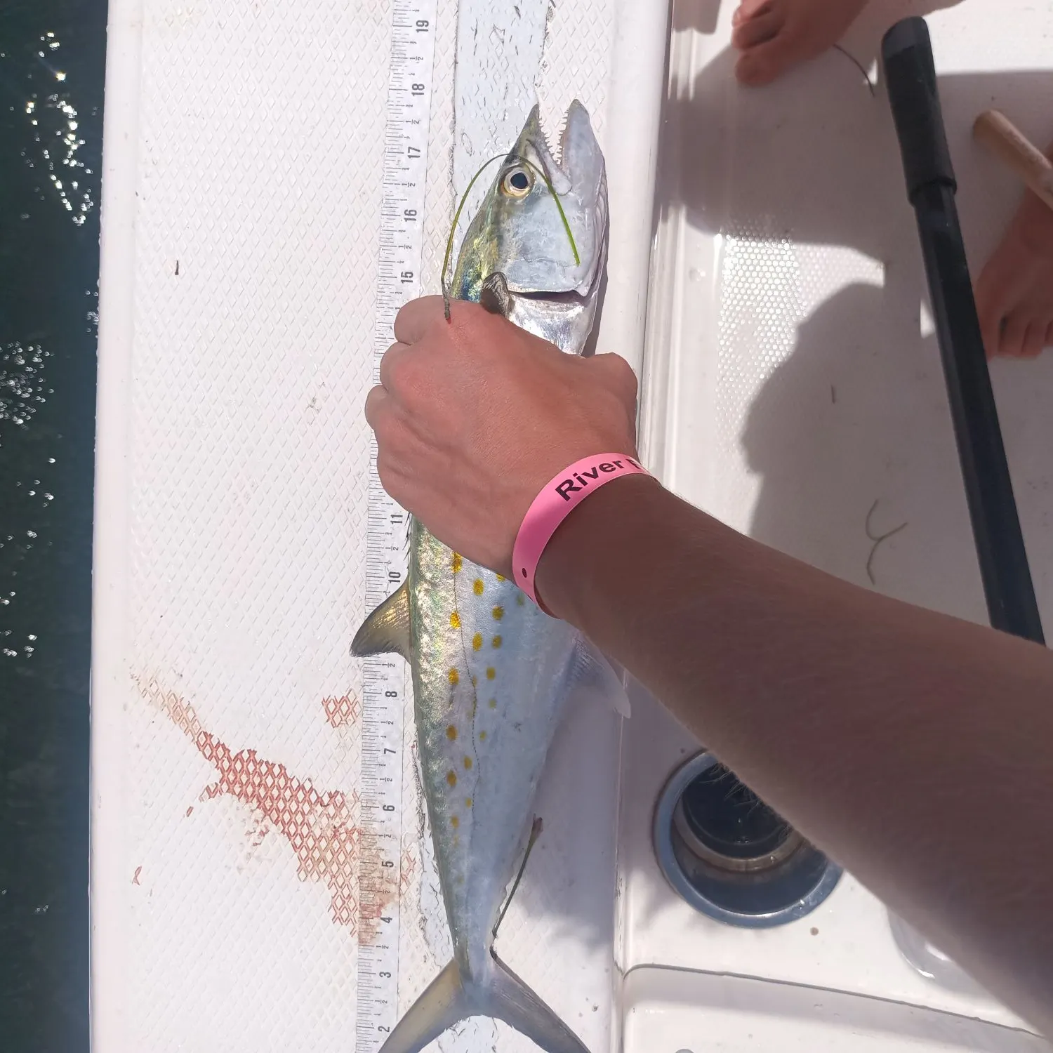 The most recent Spanish mackerel catches on Fishbrain