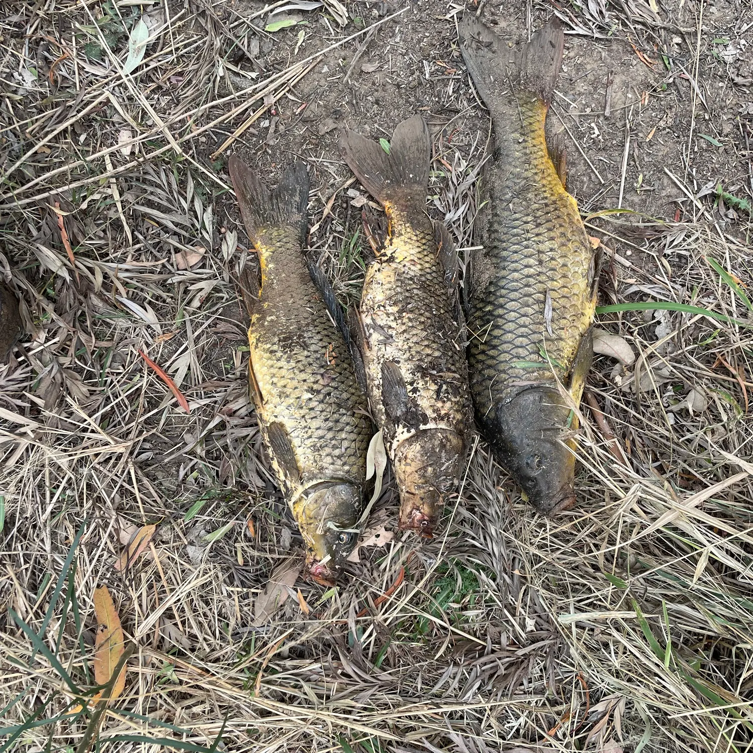 Common carp caught on Fishbrain